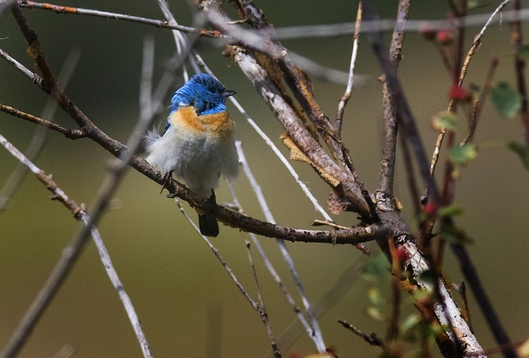 birding-a-therapeutic-hobby-during-strange-times-daily-inter-lake